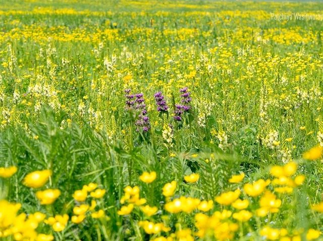 Nalati Grassland Is Straight Up Gorgeous