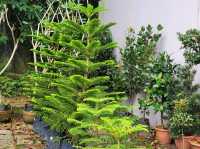 Green Nook & Golden Arches: Far East Flora by Ridout Tea Garden