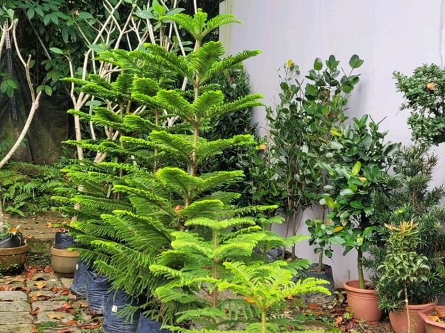 Green Nook & Golden Arches: Far East Flora by Ridout Tea Garden