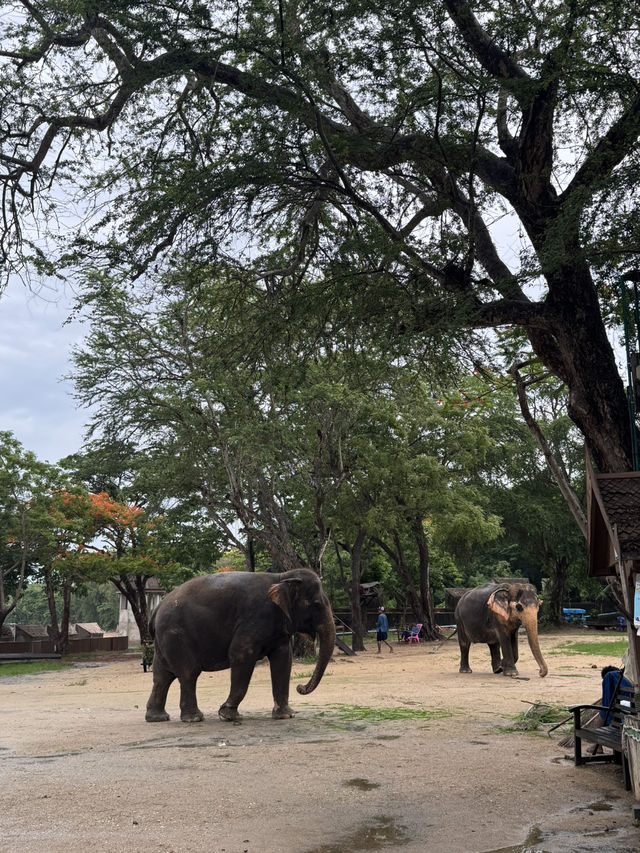 🪵 รีวิว: Sanctuary of Truth Museum