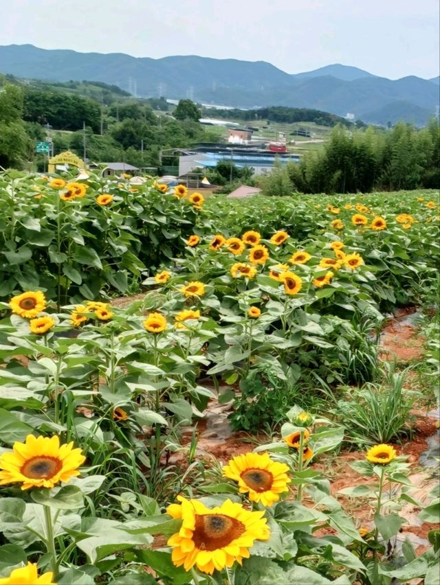 여름에 꼭 가세요