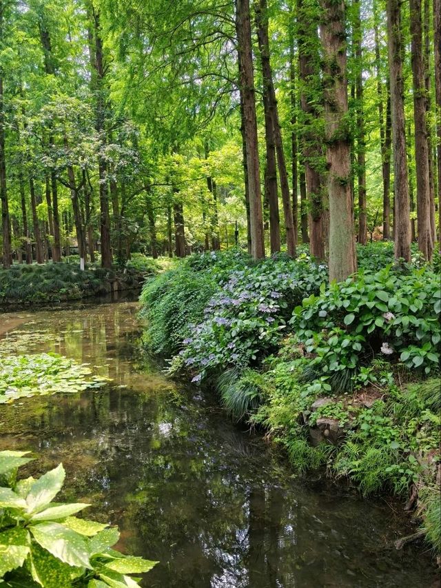 Quyuan Fenghe in Early Summer: A Hydrangea Wonderland