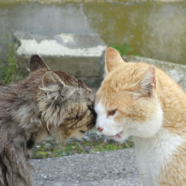 【愛媛】ネコと1日遊べる猫島 【愛媛】ネコと1日遊べる猫島