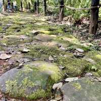 【中国 雲南省】🌿 プーアール 茶馬古道景区