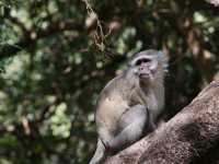 🐘 짐바브웨 여행 – 사파리와 모험