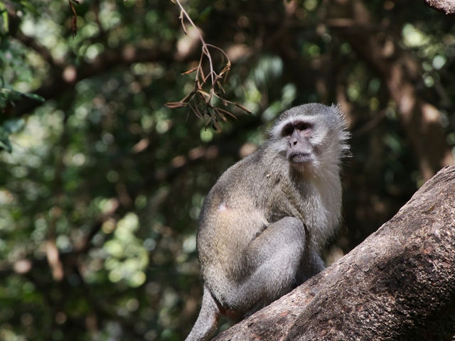 🐘 짐바브웨 여행 – 사파리와 모험