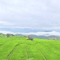 นาขั้นบันไดป่าบงเปียง