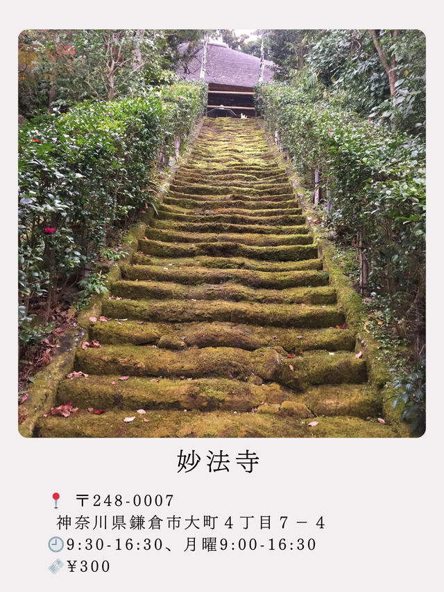 【鎌倉】絶景！マストで行きたい映える寺院と神社