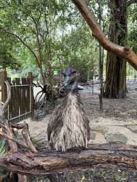 🇦🇺 塔龍加動物園（Taronga Zoo）是悉尼必游的世界級生態動物園