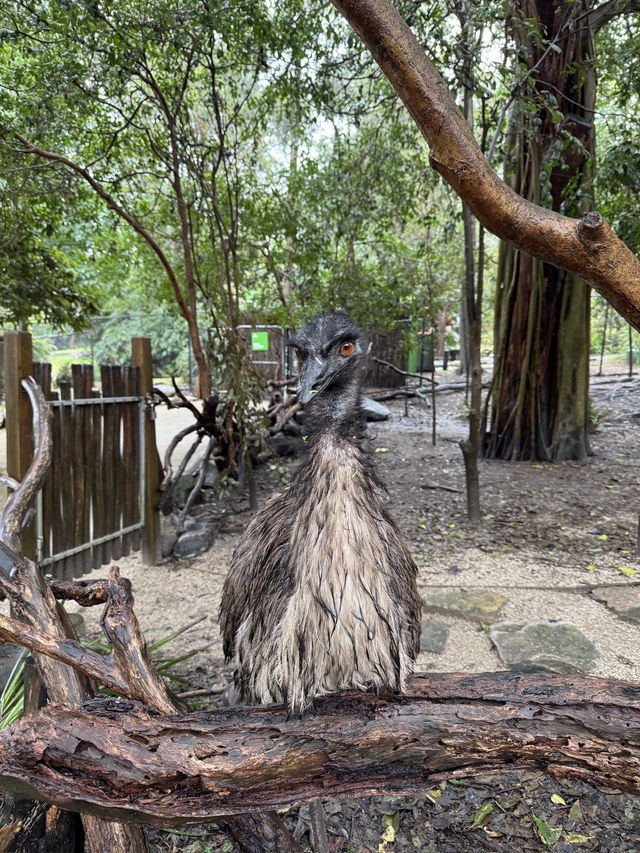 🇦🇺 塔龍加動物園（Taronga Zoo）是悉尼必游的世界級生態動物園