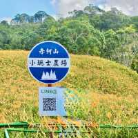 走訪赤科山耀眼的黃金地毯