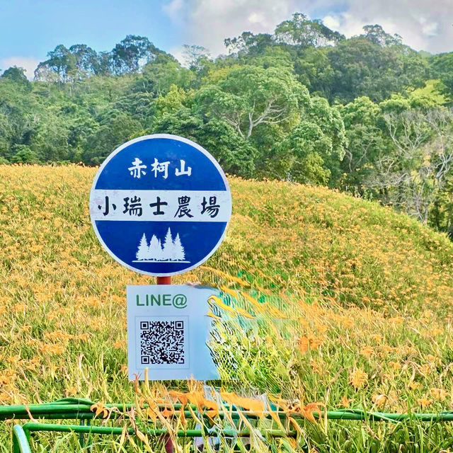 走訪赤科山耀眼的黃金地毯
