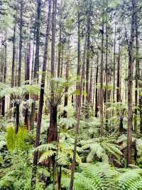 【新西蘭北島】紅木森林公園 RedWoods：大型天然氧吧