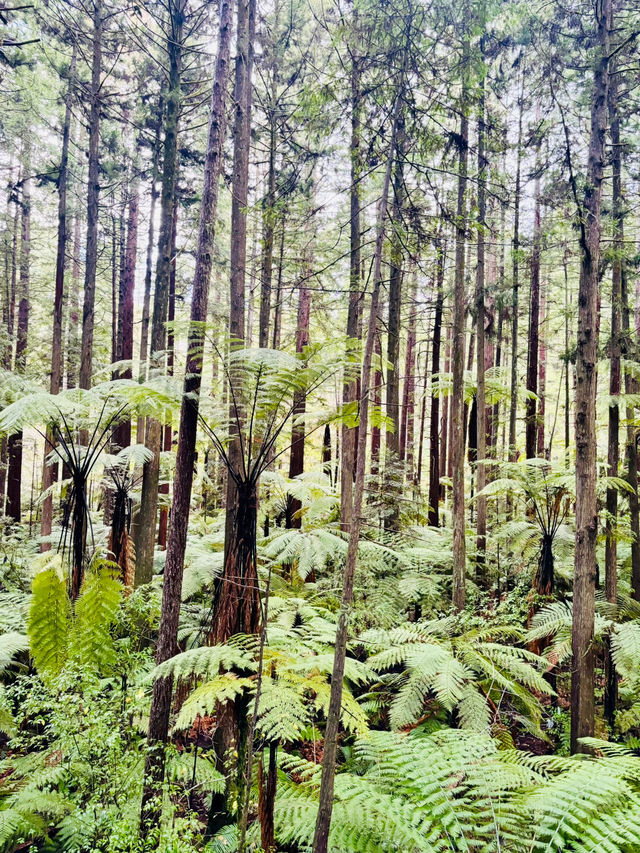 【新西蘭北島】紅木森林公園 RedWoods：大型天然氧吧
