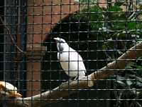 秋季最佳賞鳥推薦｜香港動植物公園
