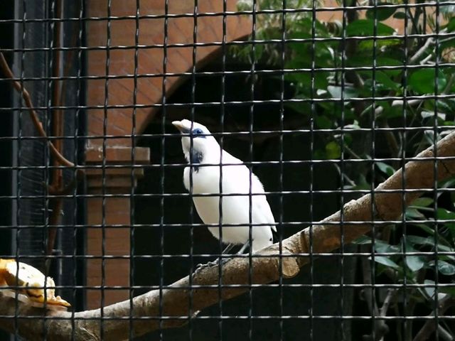 秋季最佳賞鳥推薦｜香港動植物公園