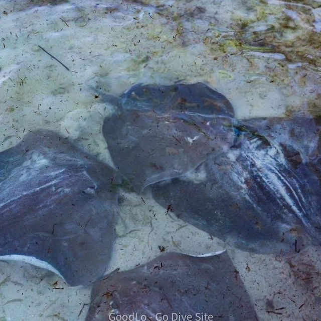 Dhangethi Maldives เกาะชืีอไม่ดังดีฟิลดีมาก