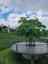 🌱 PASSA | ผัสสะ คาเฟ่ไร่ชา
