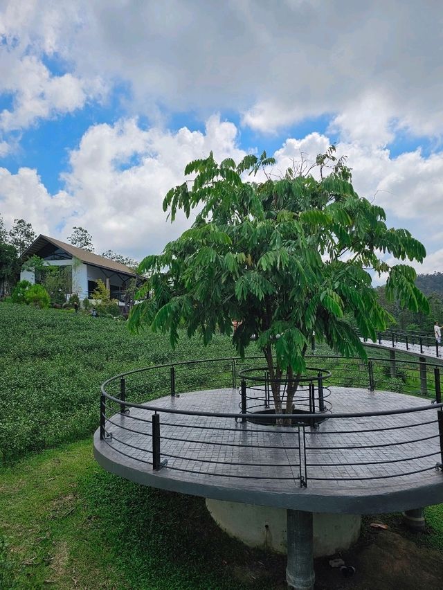 🌱 PASSA | ผัสสะ คาเฟ่ไร่ชา