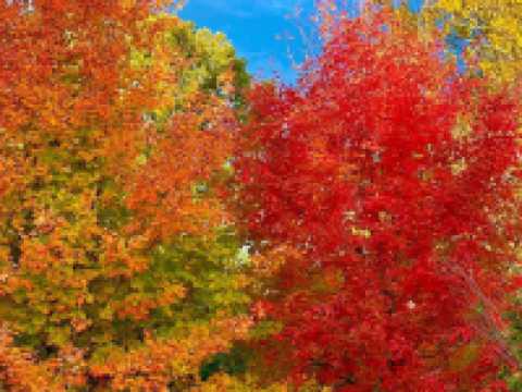 萬聖節的南瓜快到了！