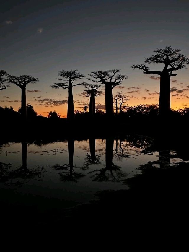 Walking Among Giants at the Avenue of the Baobabs