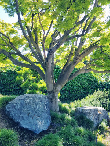 The Soloist's Urban Oasis: Japanese Friendship Garden of San Jose