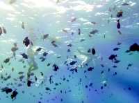 Bora Bora Explorer - Amazing & unforgettable tour