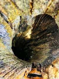 🌄 Ventana Canyon – Tucson’s Desert Gateway to the Sky