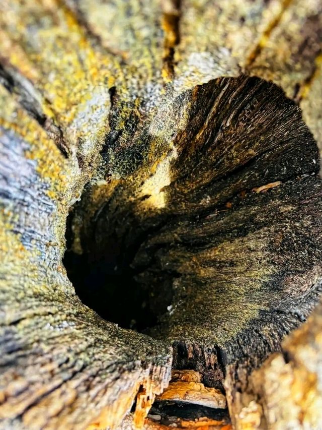 🌄 Ventana Canyon – Tucson’s Desert Gateway to the Sky