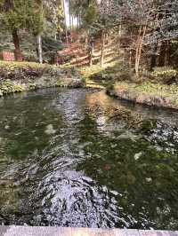 白川水源的清甜讓我懷疑人生——秋天喝到真正“活著的水”✨💧 ——舀湧泉倒進瓶子直接喝,乾淨到不科學;連用這裡的水做的醬油都香得太誇張