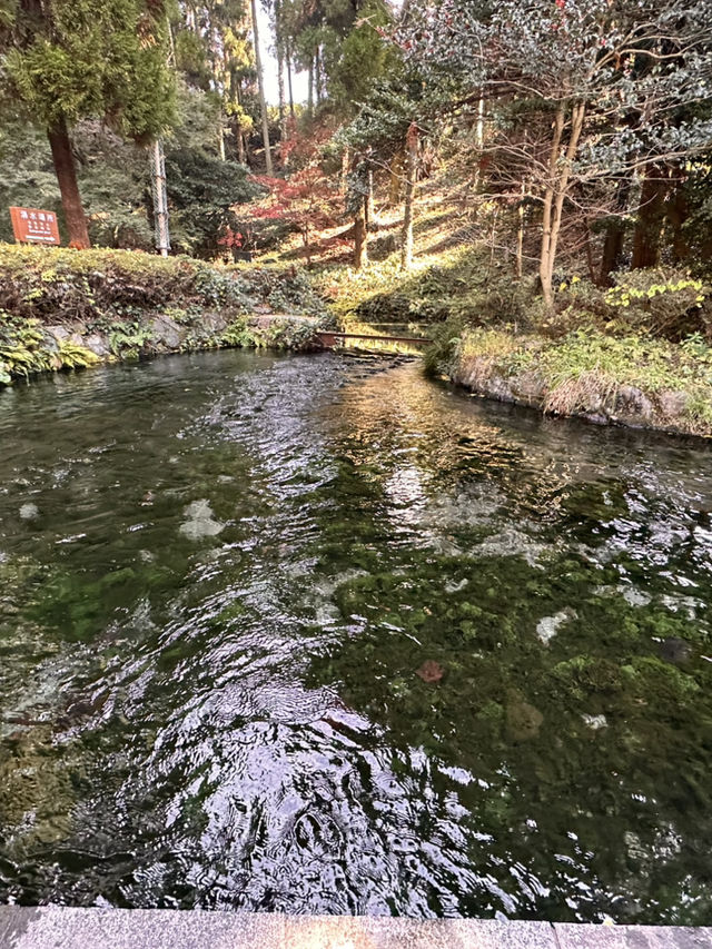 白川水源的清甜讓我懷疑人生——秋天喝到真正“活著的水”✨💧 ——舀湧泉倒進瓶子直接喝,乾淨到不科學;連用這裡的水做的醬油都香得太誇張 白川水源的清甜讓我懷疑人生——秋天喝到真正“活著的水”✨💧 ——舀湧泉倒進瓶子直接喝,乾淨到不科學;連用這裡的水做的醬油都香得太誇張