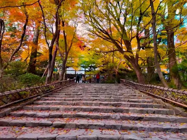 京都龍安寺秋日賞楓必到秘境🍁一場視覺與心靈的雙重盛宴