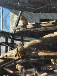 🐯동물들을 사랑하는 동물원 청주랜드동물원 다녀오기🦁