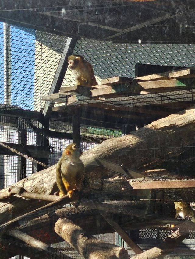 🐯동물들을 사랑하는 동물원 청주랜드동물원 다녀오기🦁 🐯동물들을 사랑하는 동물원 청주랜드동물원 다녀오기🦁