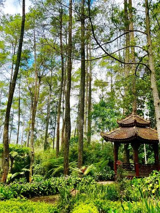 Orchid Forest Cikole, A Paradise of Pine Forests & Beautiful Orchids