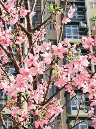 桜の花