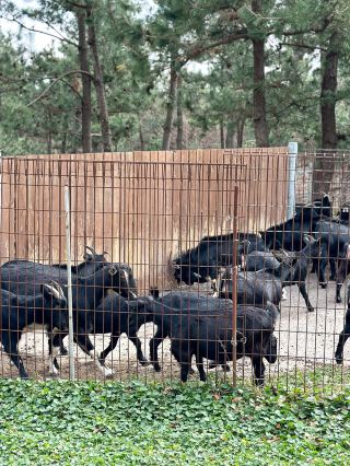 Время исцеления в компании черных коз в пышном кипарисовом лесу Согвипо на острове Чеджу 🐐