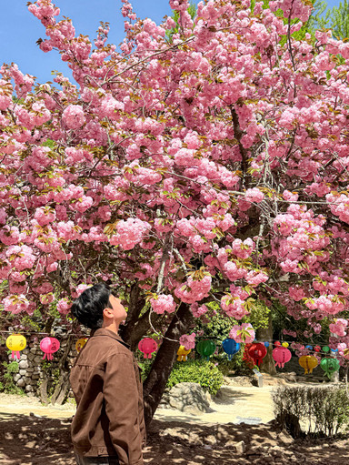 Suncheon's Double Cherry Blossom Hotspot, Seonamsa Temple. | Trip