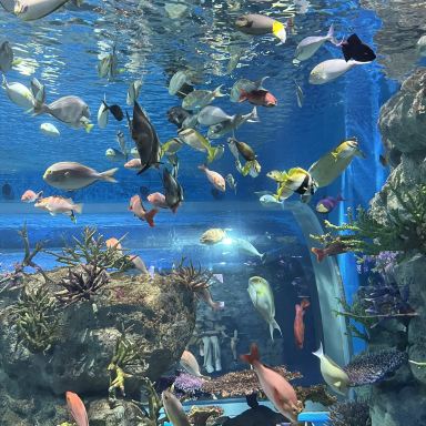 Okinawa DMM Kariyushi Aquarium. | Trip.com Tomigusuku