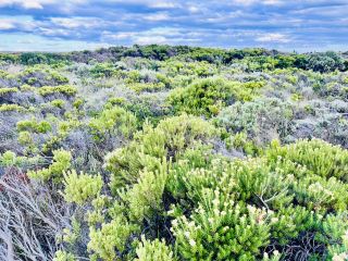   The Ultimate Guide to Plant Spotting at Port Campbell National Park.