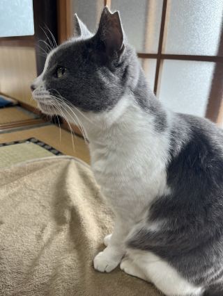 【福岡】相島（猫の島🐈‍⬛）