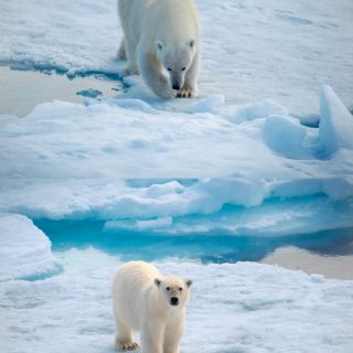【スヴァールバル諸島】北極圏のさらに北、世界で数少ないホッキョクグマに出会える場所。