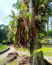 🏔️✨ My Morning Stroll at Little Guilin — Bukit Batok’s Hidden Gem! 🇸🇬💚