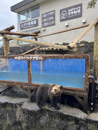 登別棕熊牧場餵食體驗🇯🇵