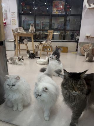 Cat cafés in China: yes or no?