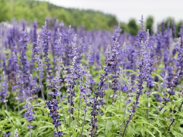 滿滿薰衣草香既富田農場