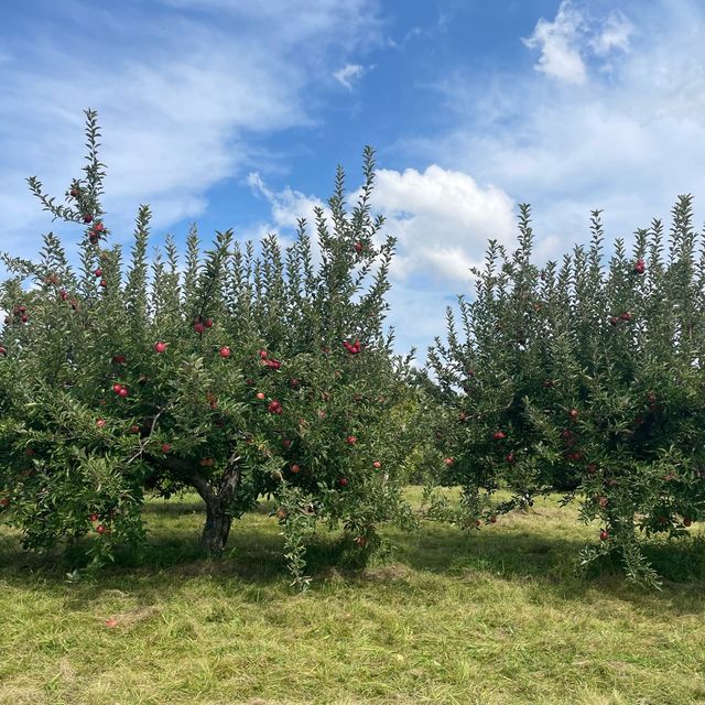 <캐나다 여행> 토론토 근교 애플 피킹(Apple picking)