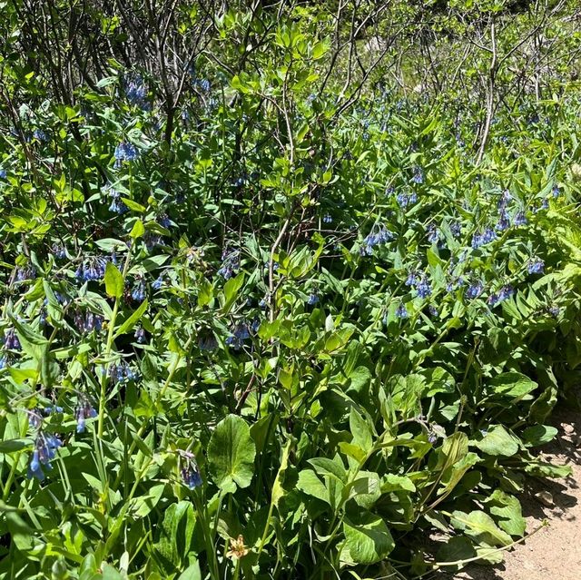 Cottonwood Canyon hiking trails are worth it