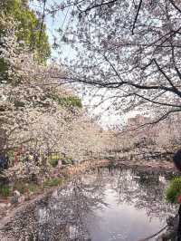 Spring Magic in Shanghai: Best Cherry Blossom Spots You Can’t Miss! 🌸✨