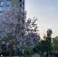 Highbury Square Stadium, Finsbury Park